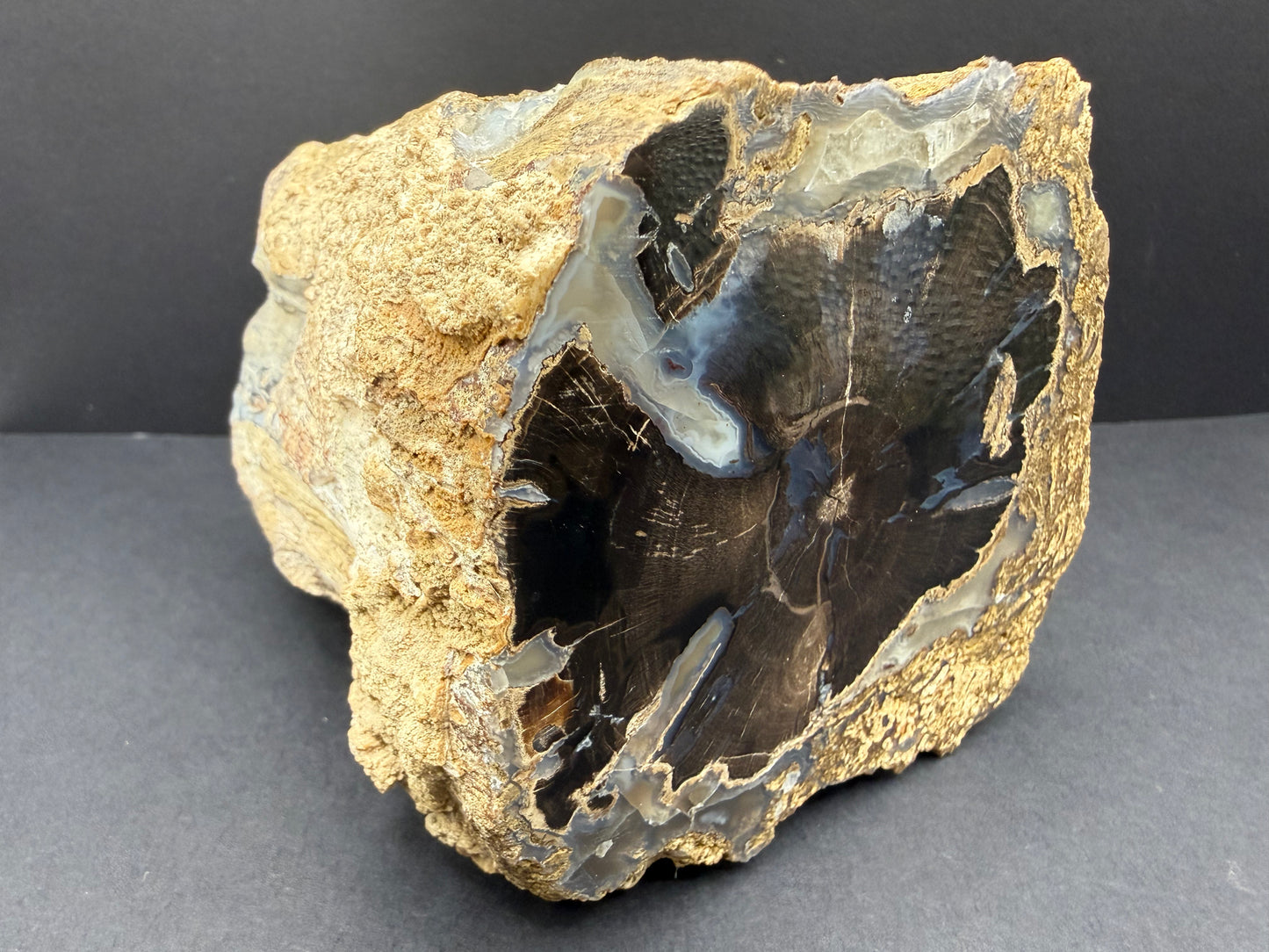 Blue Forest Petrified Wood