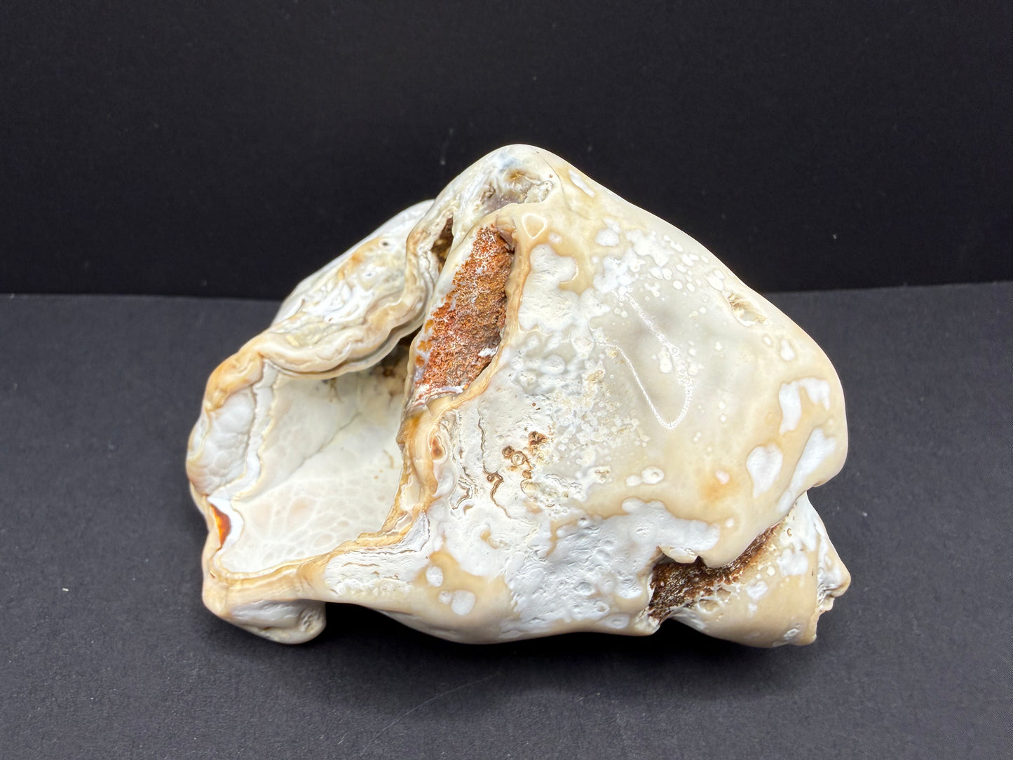 Agatized Coral