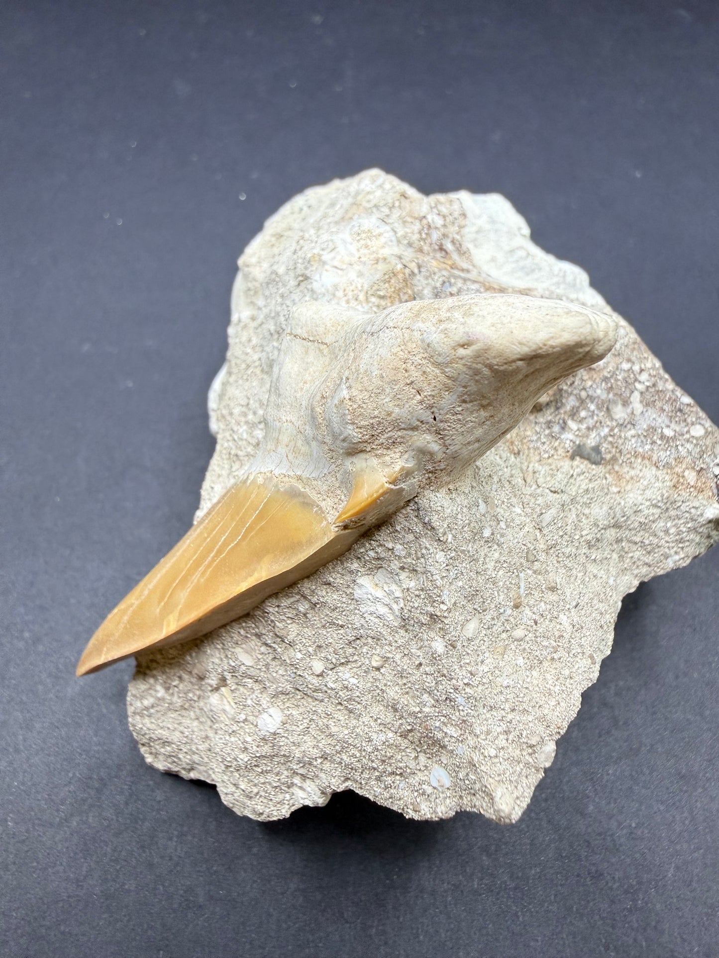Shark Tooth