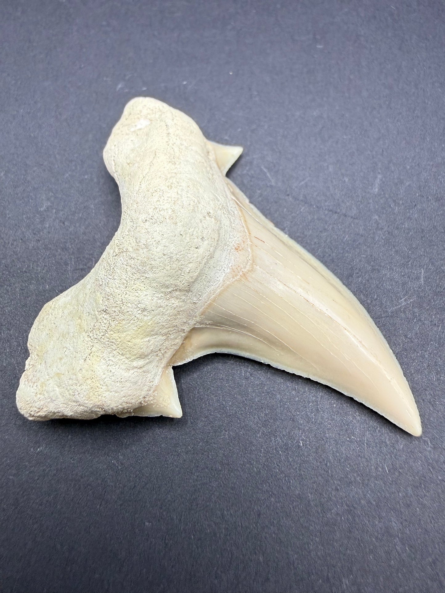 Shark Tooth