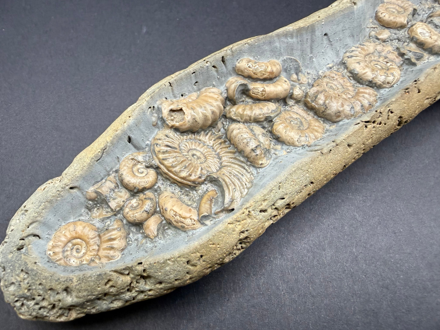 Ammonite Nodule