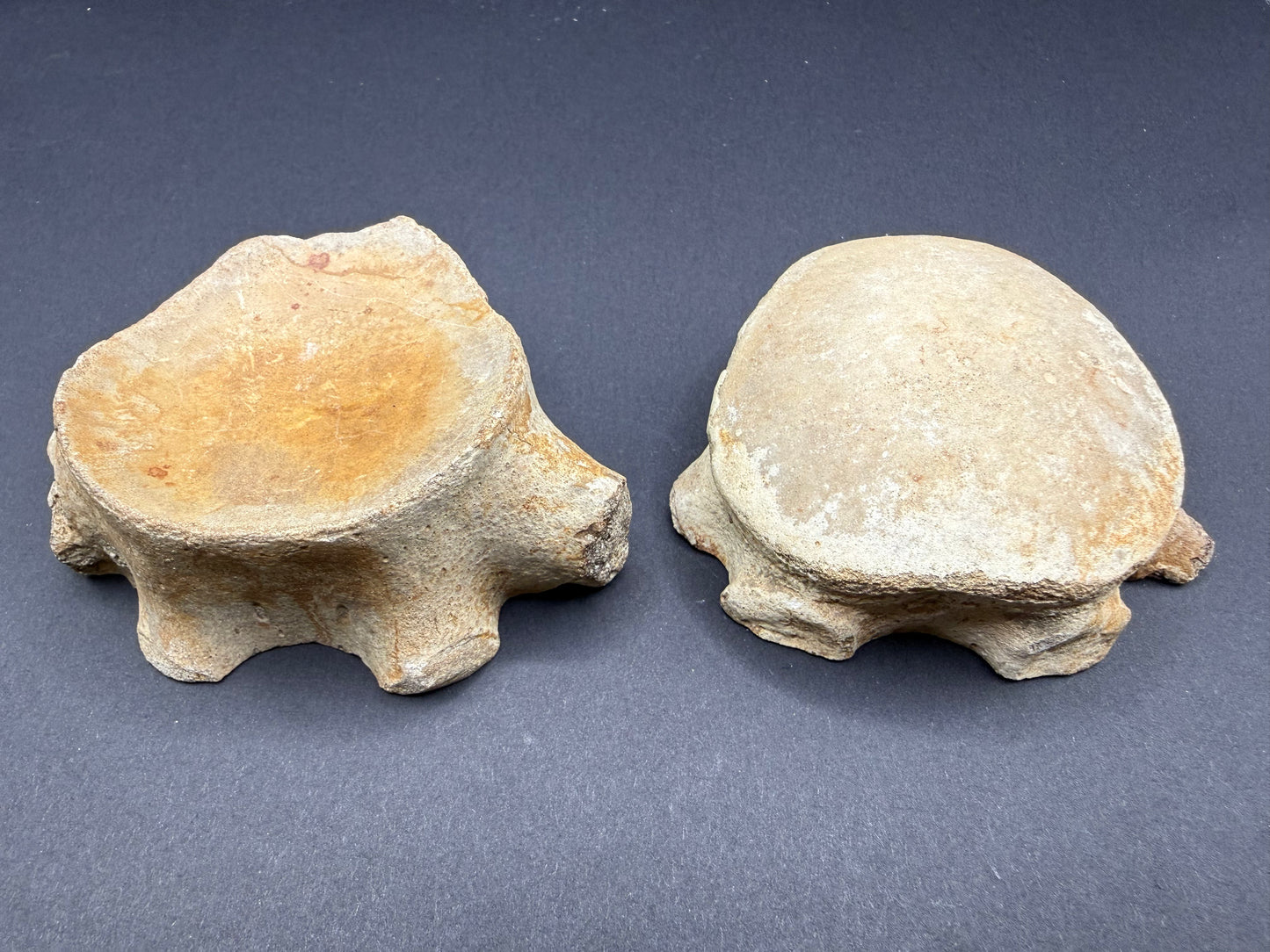 Mosasaurid Vertebrate