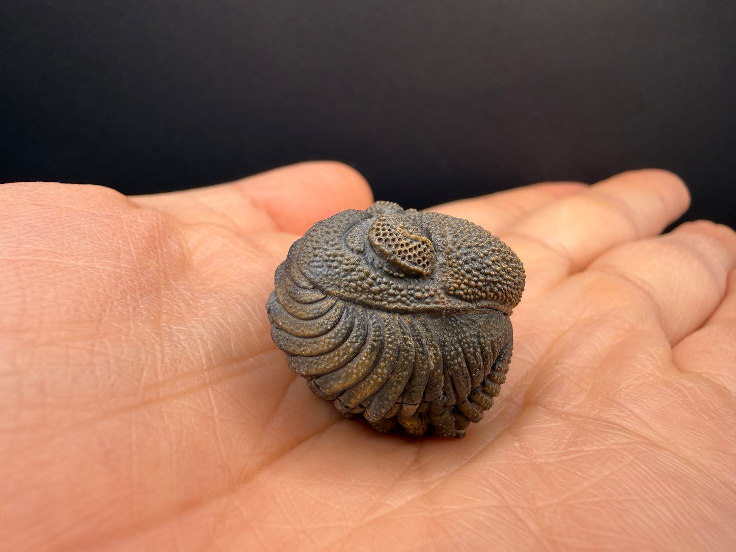 Enrolled Moroccops Trilobite