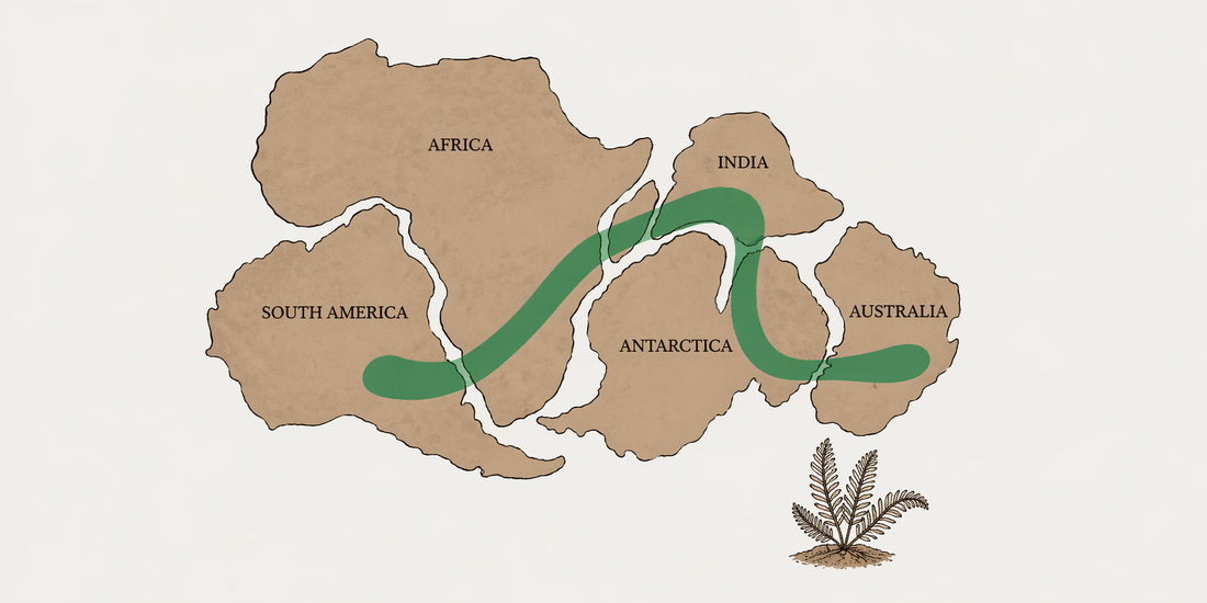 The Mystery of the Traveling Ferns - Gondwana