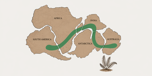 The Mystery of the Traveling Ferns - Gondwana