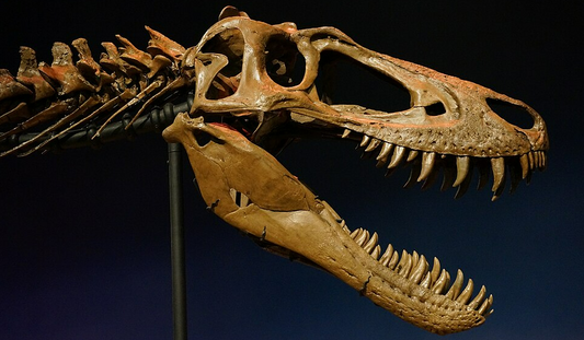 The Mystery of the Mini-Tyrant - Nanotyrannus