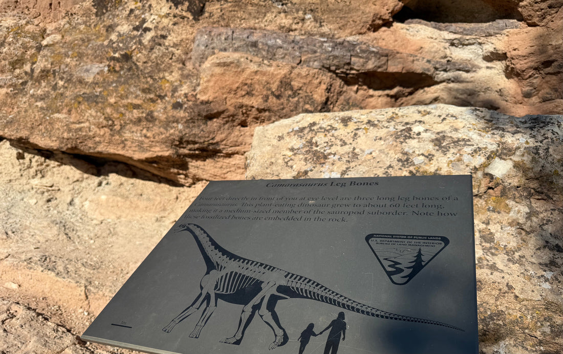 Fossils and Footprints: The Double Discovery at Mill Canyon