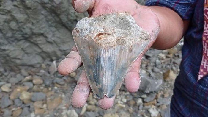 The Meg “Gold Rush”: Inside the Indonesian Megalodon Boom