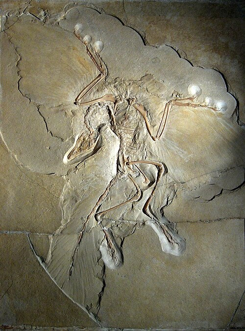 Locked in Limestone: The 150-Million-Year-Old Time Capsules of Solnhofen