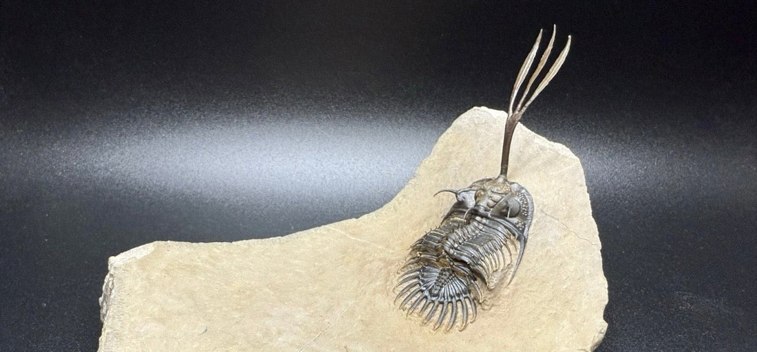 The Trilobite with a Three-Pronged Fork - Walliserops