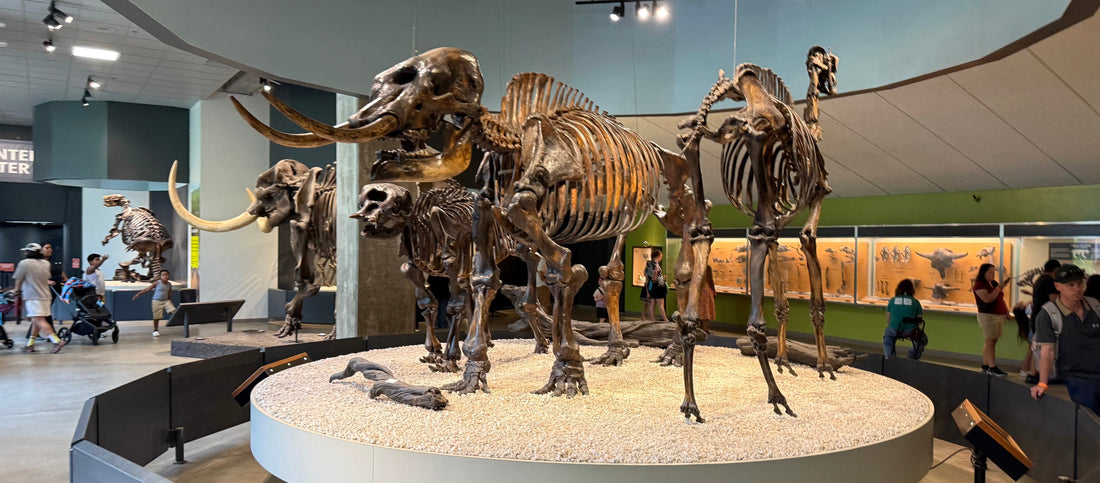 Bones in the Sticky Bubbles: La Brea Tar Pits