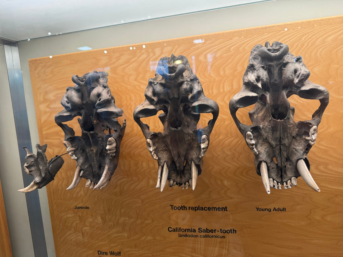 The Most Iconic Tooth of the Ice Age : The Rise and Fall