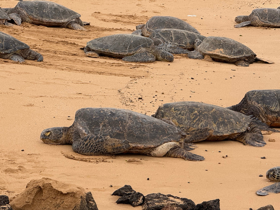 Cinematic Echoes and Ancient Voices of Turtles