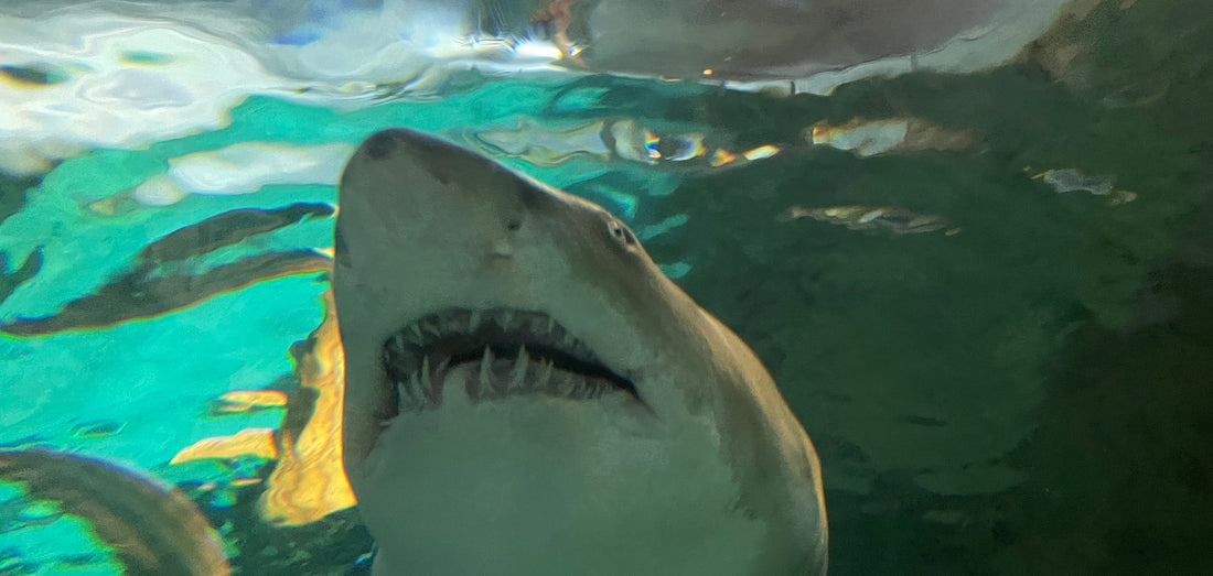 The Mystery of the Megalodon Graveyards