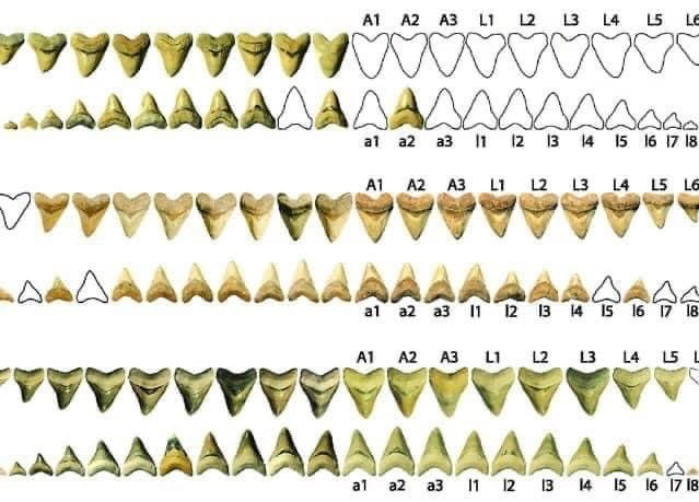 Daggers and Hearts: The Secret Tools Inside a Shark’s Mouth