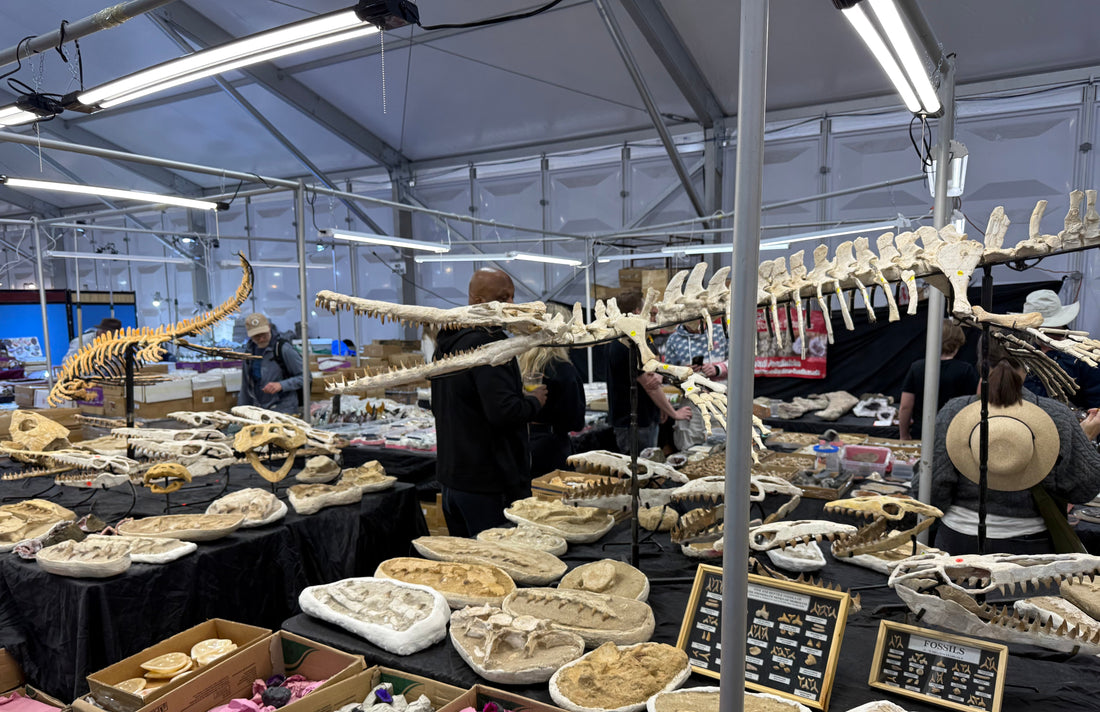 Dust & Fossils: Navigating the Gem Show