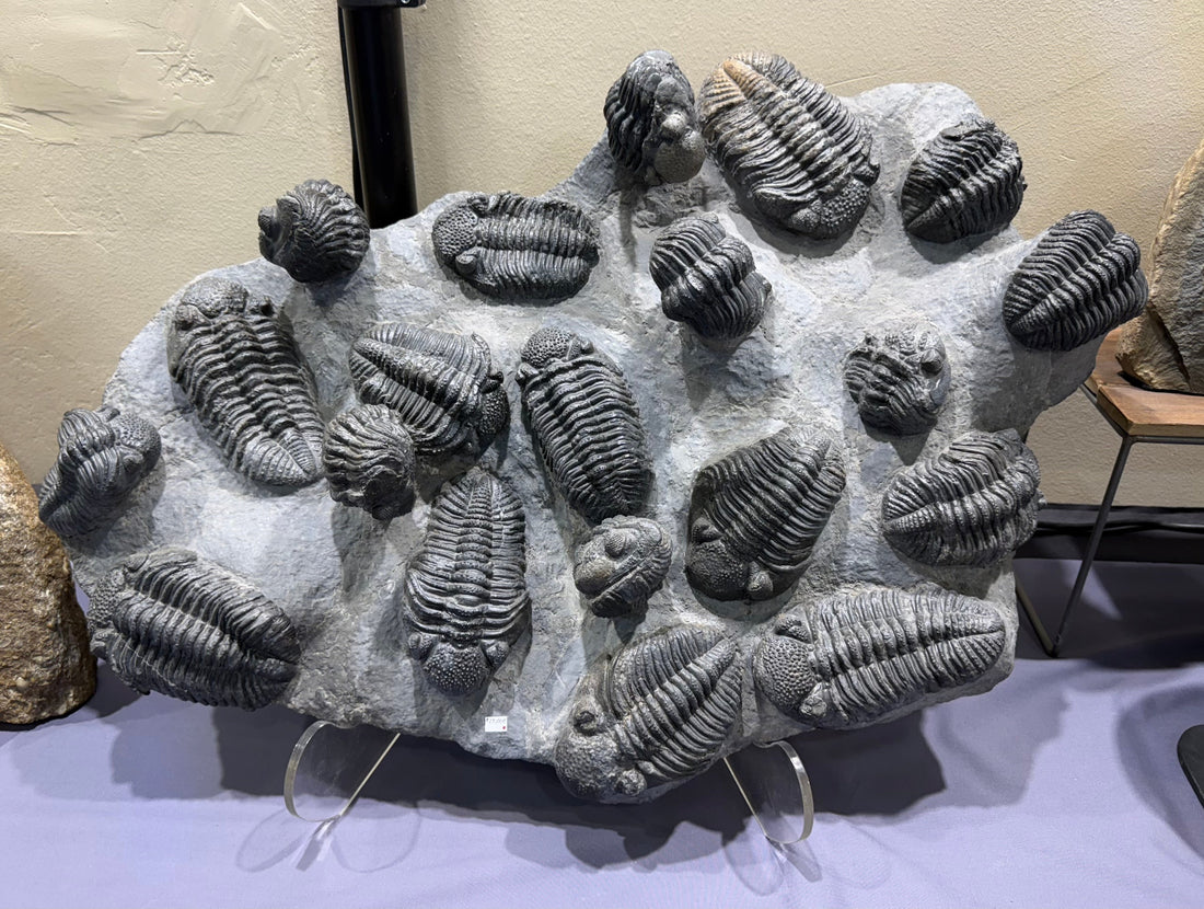 Trilobite Capital of the World: The Magic of Moroccan Trilobites