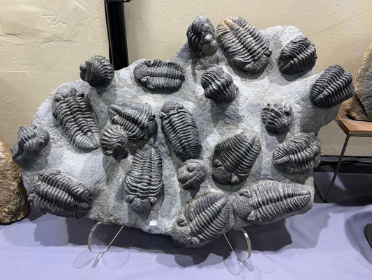 Trilobite Capital of the World: The Magic of Moroccan Trilobites