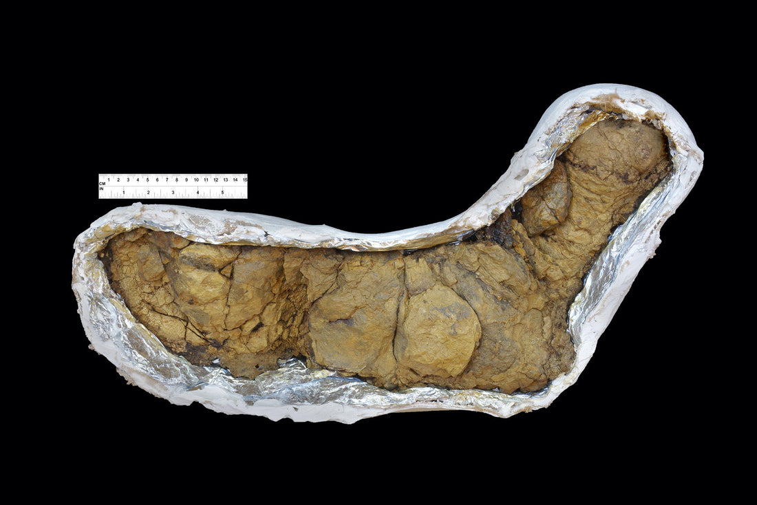 Coprolites: The Value of "Prehistoric Poop"