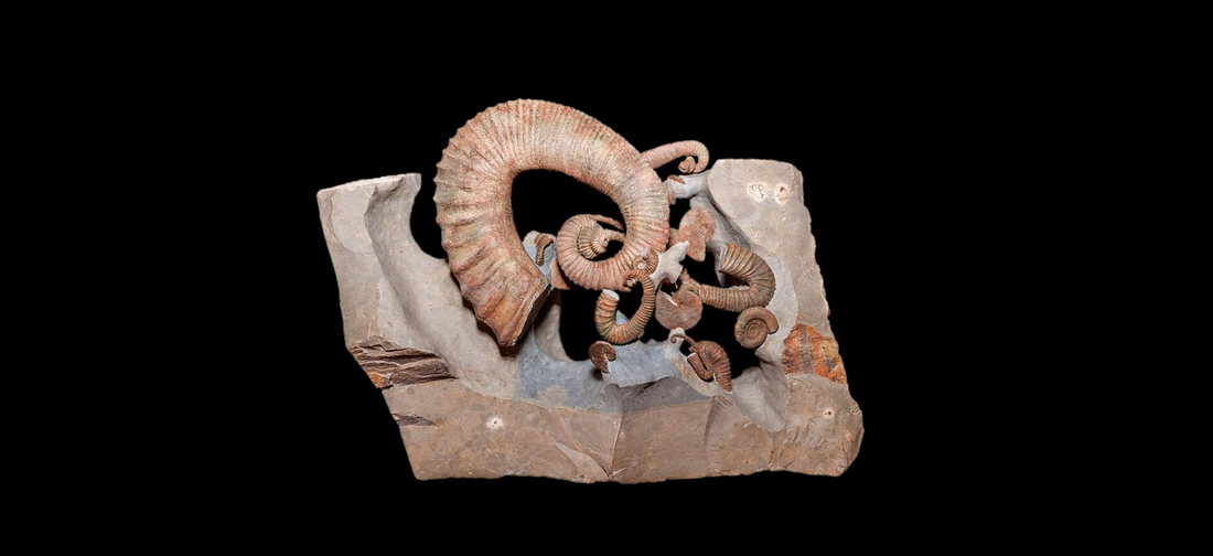 The Wild Geometry of Heteromorph Ammonites