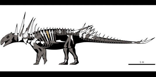 The Armor That Broke the Rules: Spicomellus