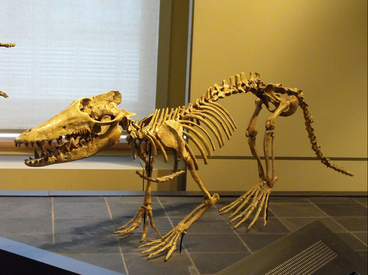 The Dog-Whale: Nature’s Wildest Trick