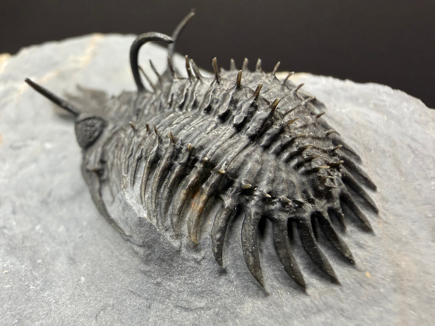Walliserops Trilobite