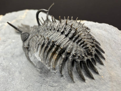 Walliserops Trilobite