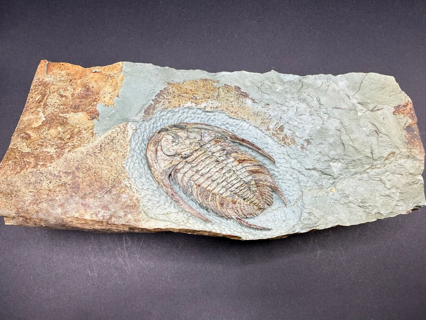 Neltneria Trilobite