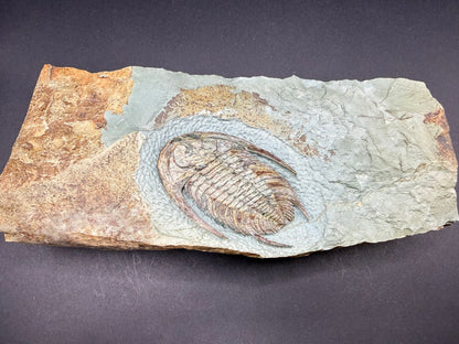 Neltneria Trilobite