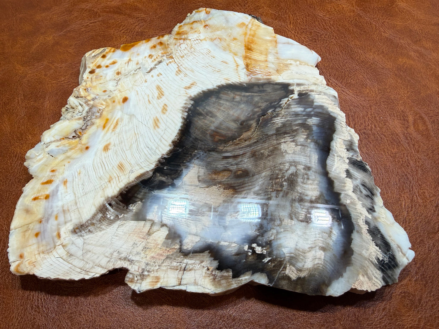 Cypress Petrified Wood