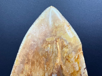 Megalodon Tooth