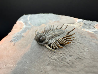 Acanthopyge Trilobite