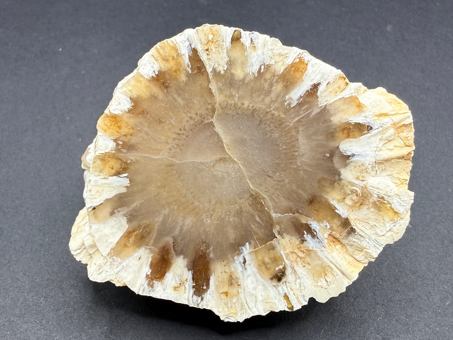 Araucaria Petrified Wood