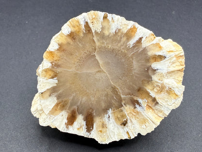 Araucaria Petrified Wood