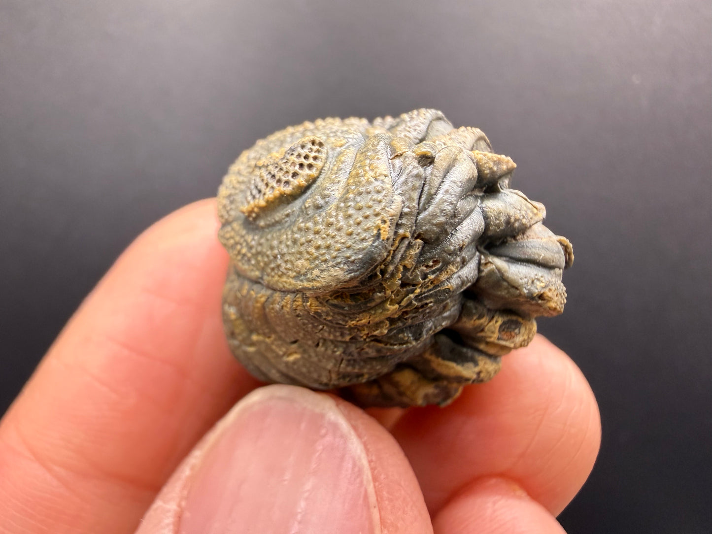 Enrolled Moroccops Trilobite
