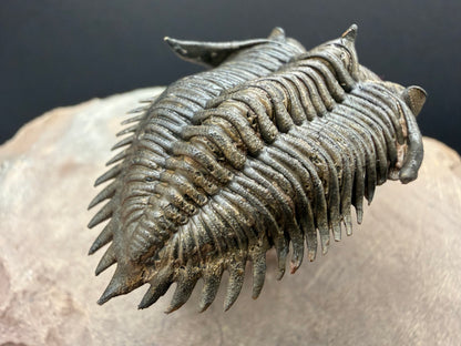 Metacanthina Trilobite
