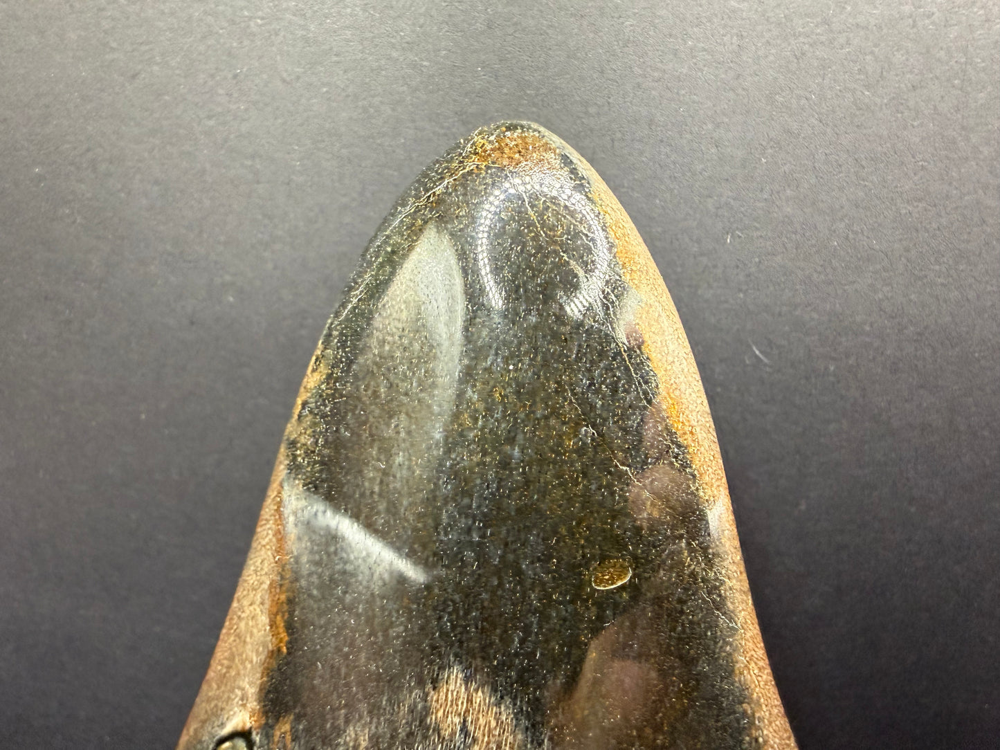 Megalodon Tooth