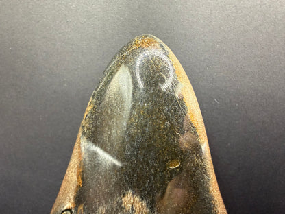 Megalodon Tooth