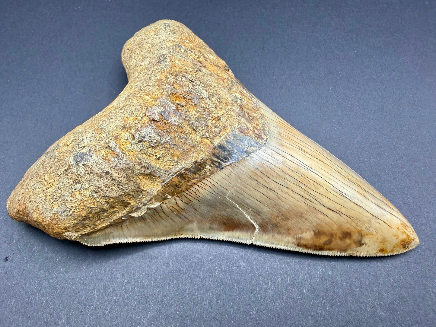 Megalodon Tooth