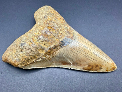 Megalodon Tooth