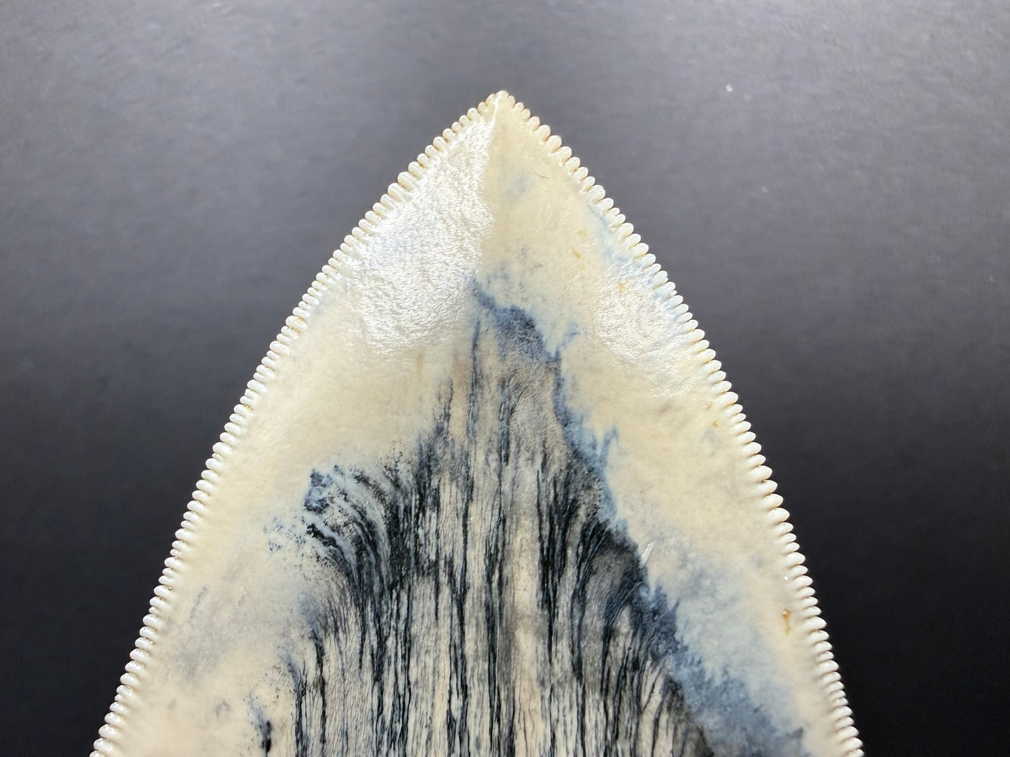 Megalodon Tooth
