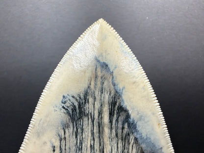 Megalodon Tooth