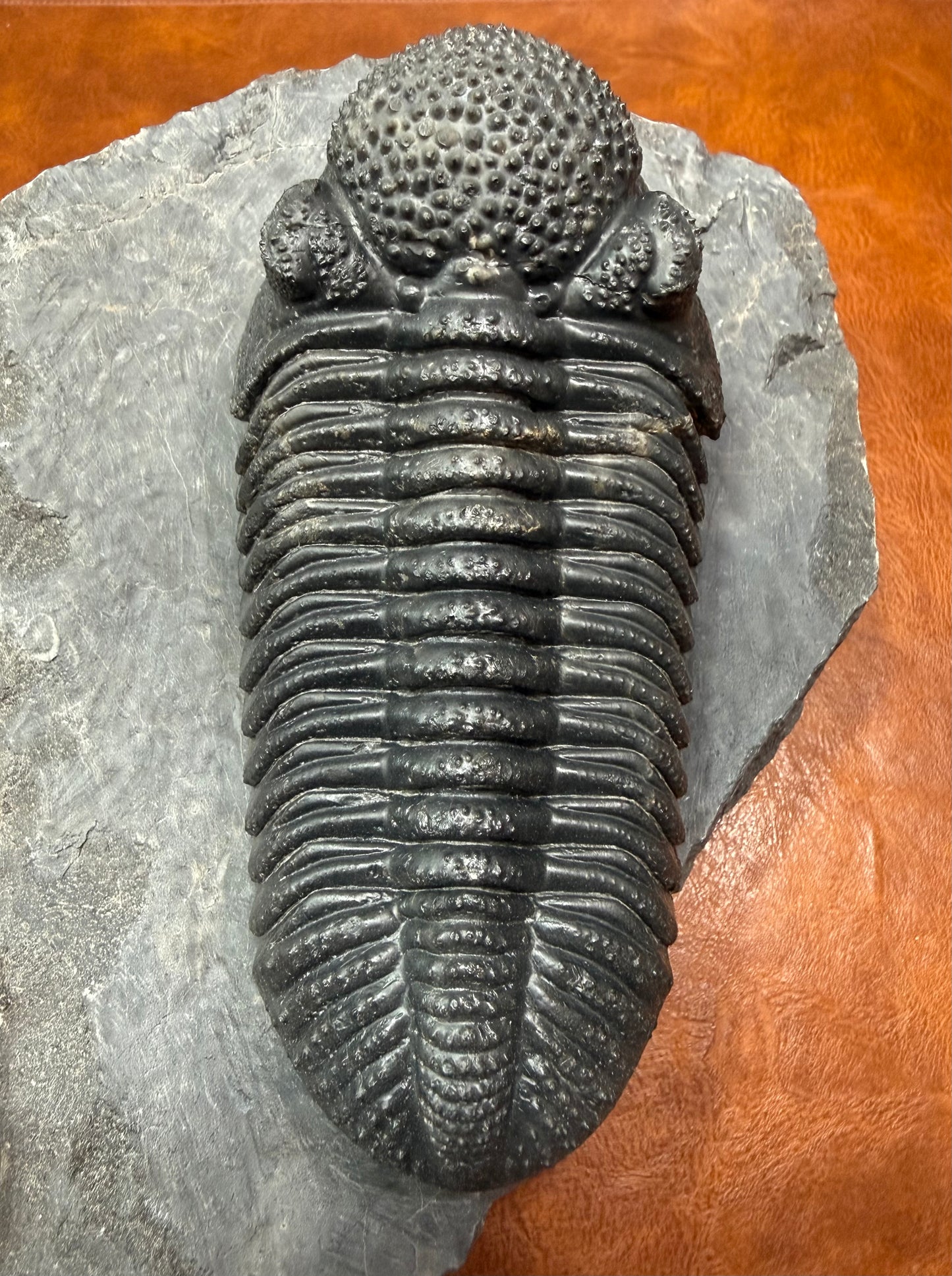 Drotops Trilobite