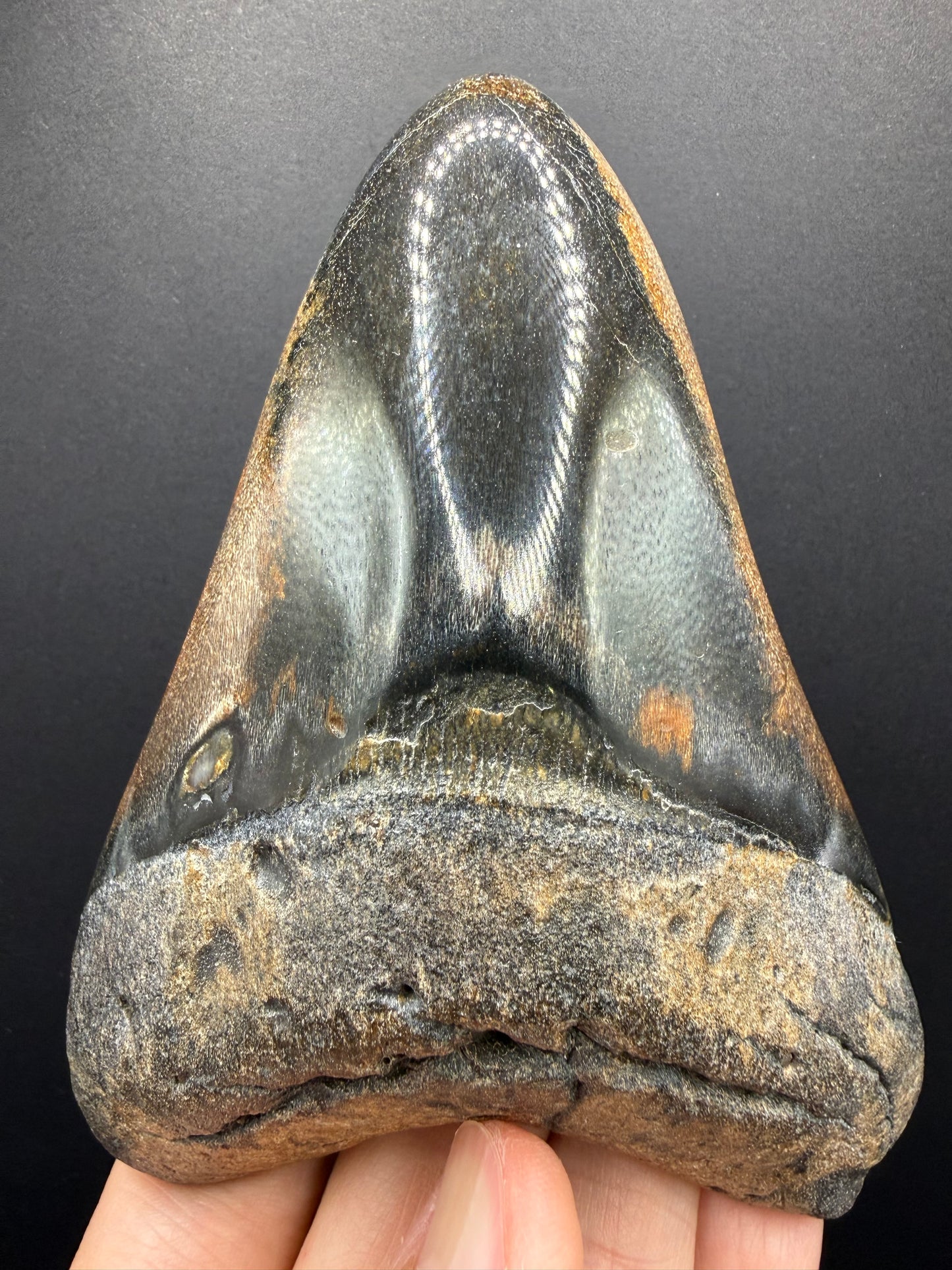 Megalodon Tooth