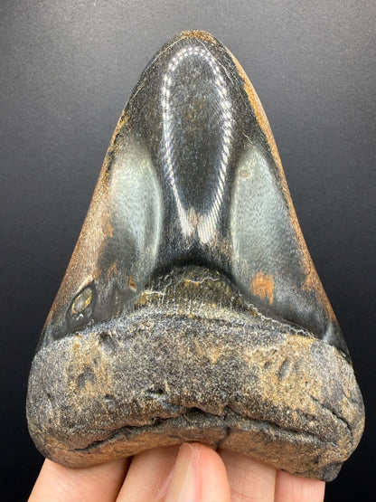 Megalodon Tooth