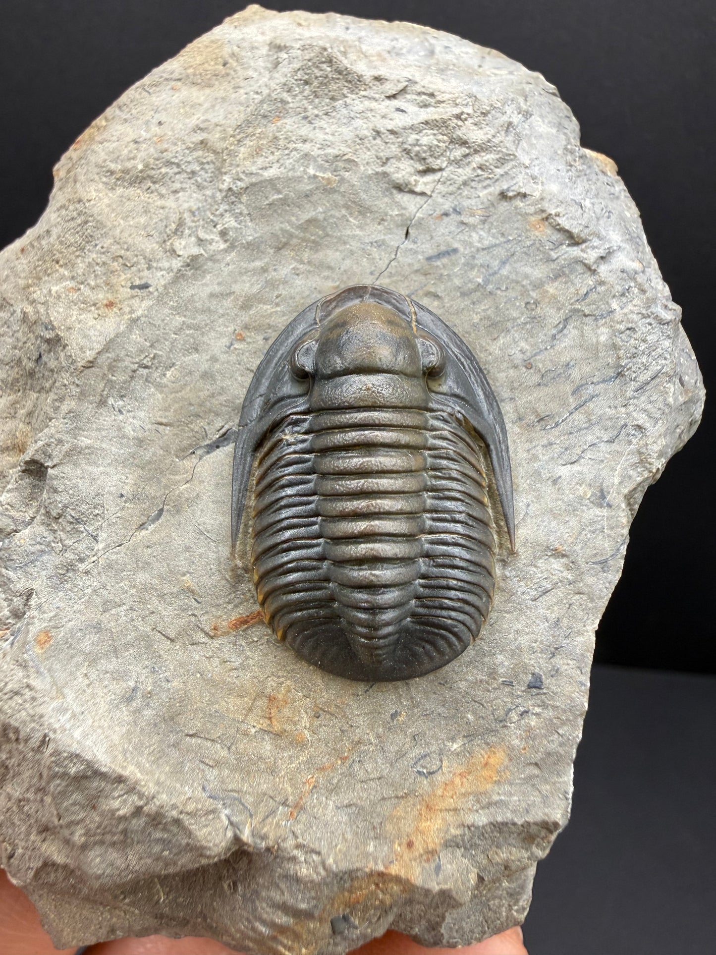 Cornuproetus Trilobite