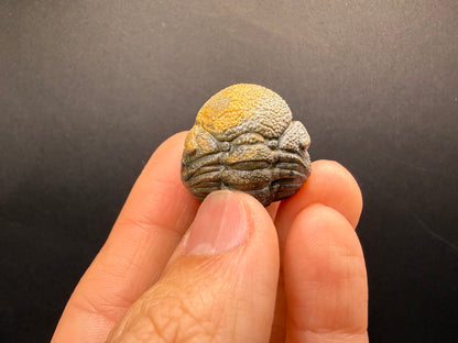 Enrolled Moroccops Trilobite