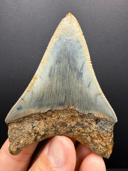 Megalodon Tooth