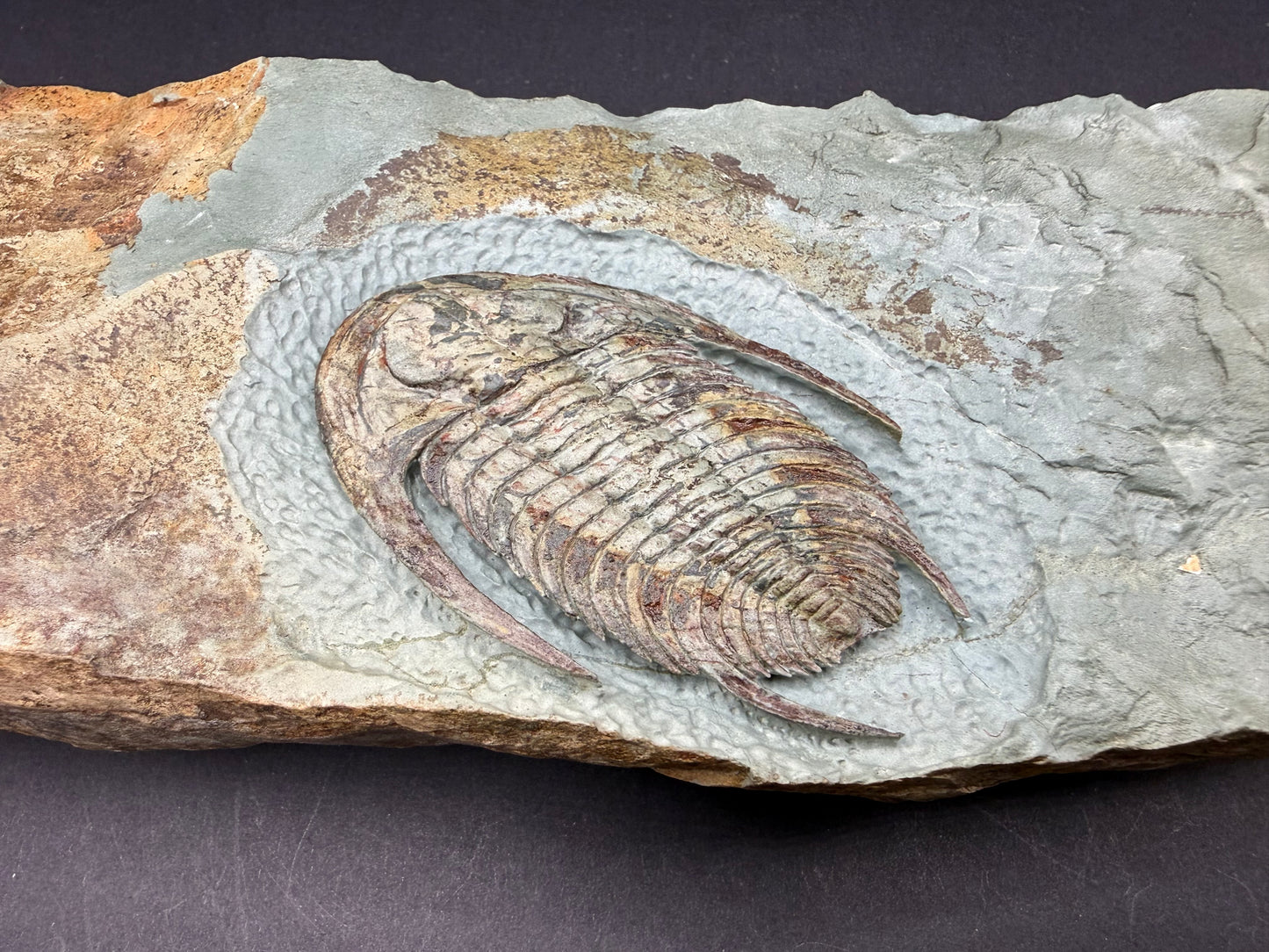 Neltneria Trilobite